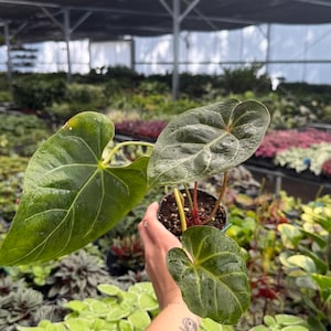 May include: A potted Anthurium plant with large, heart-shaped, dark green leaves. The leaves have prominent veins and a textured surface. The plant is held in a black pot, with a background of other plants in a greenhouse setting.
