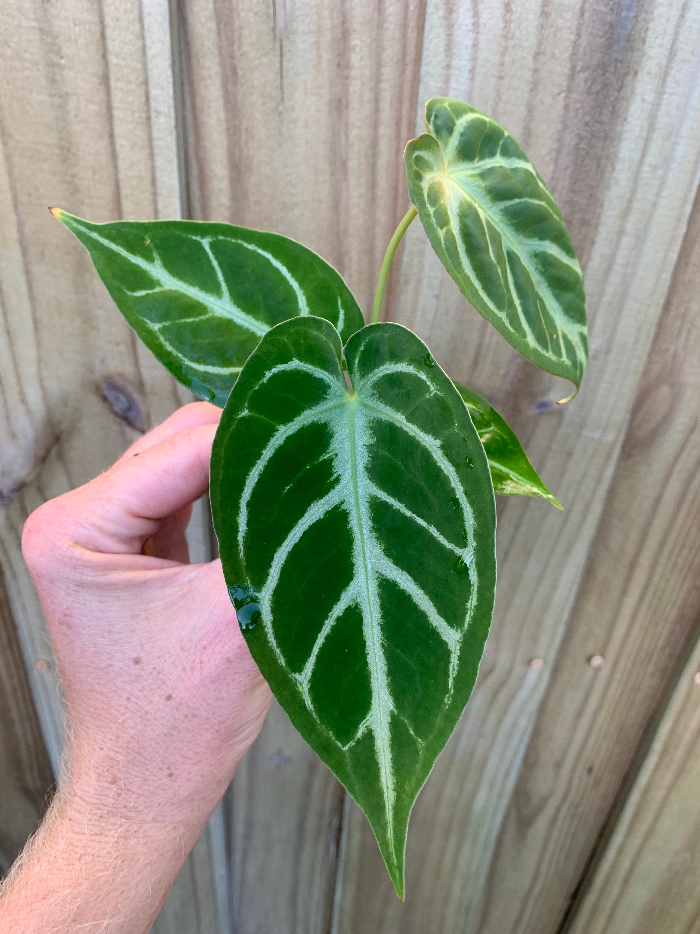 tiger bark ficus bonsai Tiger Bark Ficus Bonsai Starter – Bonsai-En main image 0