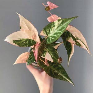 Variegated Falopia multiflora Tissue Culture (ALL PLANTS require you to purchase 2 plants!)