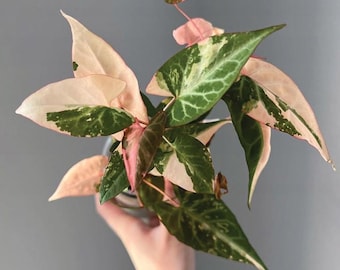 Variegated Falopia multiflora Tissue Culture (ALL PLANTS require you to purchase 2 plants!)