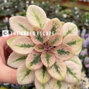 May include: Close-up of an African violet plant with pale pink and green variegated leaves. The leaves are arranged in a circular pattern, with the text "THE GREEN ESCAPE" in white.