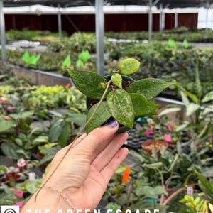 May include: A small potted plant with green leaves is held in a hand. The plant has a long, thin stem and is surrounded by other plants in a greenhouse setting. The text "THE GREEN ESCAPE" is at the bottom.