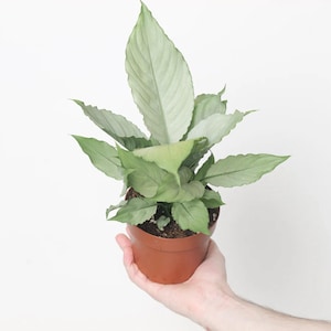 Spathiphyllum ghost Starter Plant (ALL STARTER PLANTS require you to purchase 2 plants!)