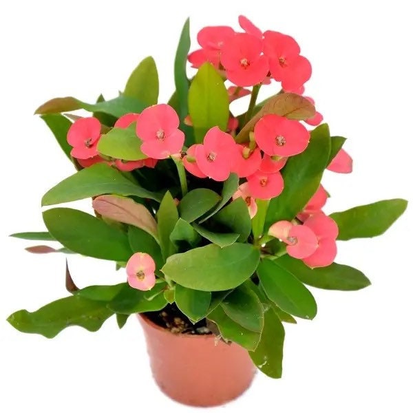 Euphorbia Mili "Crown of Thorns" Starter Plant (ALL STARTER PLANTS require you to purchase 2 plants!)