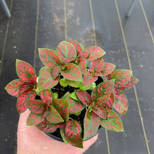 May include: A potted polka dot plant, also known as Hypoestes phyllostachya, with vibrant green leaves speckled with bright pink spots. The plant is held in a black plastic pot, showcasing its colorful foliage.