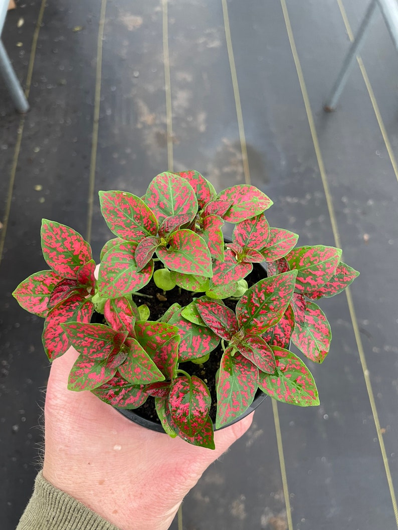May include: A potted polka dot plant, also known as Hypoestes phyllostachya, with vibrant green leaves speckled with bright pink spots. The plant is held in a black plastic pot, showcasing its colorful foliage.