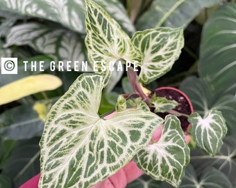 Syngonium batik 2” pot (ALL PLANTS require you to purchase 2 plants!)