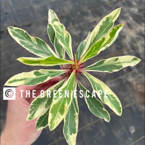 Variegated crown of thorns Starter Plant (ALL STARTER PLANTS require you to purchase 2 plants!)