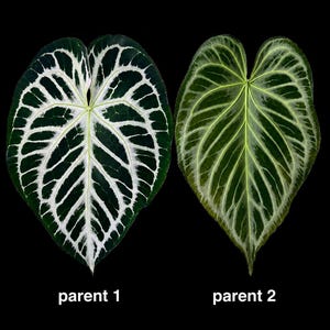 May include: Two heart-shaped leaves with prominent white veining against a dark green surface. The left leaf, labeled parent 1, features thick, bright white veins. The right leaf, labeled parent 2, displays thinner, silvery-white veins.
