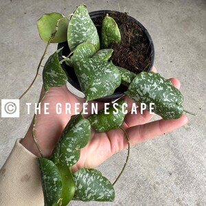 Hoya imbracata 4” pot (ALL PLANTS require you to purchase 2 plants!)