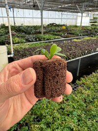 Platycerium bifurcatum white Starter Plant (ALL STARTER PLANTS require you to purchase 2 plants!)
