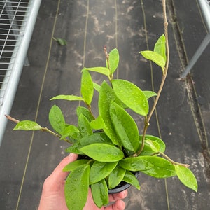 Hoya jade 4” pot (ALL PLANTS require you to purchase 2 plants!)