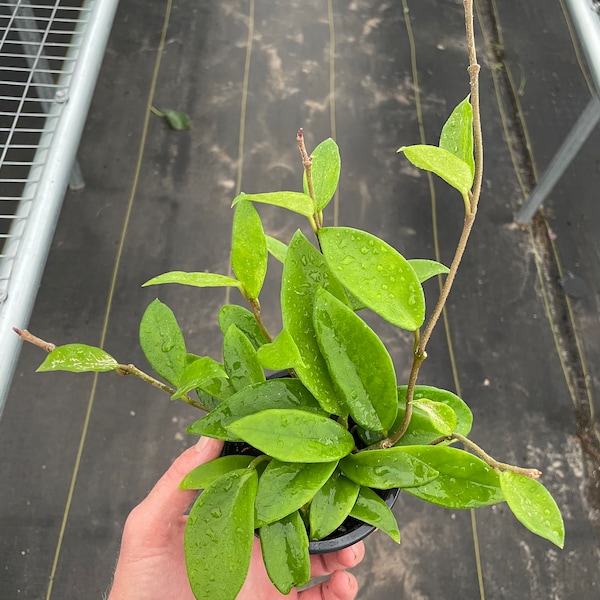 Hoya jade 4” pot (ALL PLANTS require you to purchase 2 plants!)