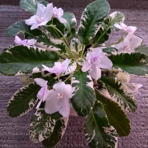 Senks snowy egret African violet starter plant (ALL Starter PLANTS require you to purchase 2 plants!)