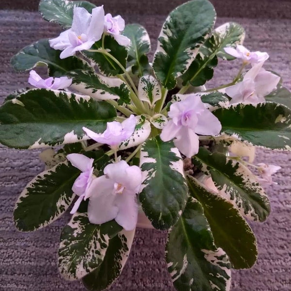 Senks snowy egret African violet starter plant (ALL Starter PLANTS require you to purchase 2 plants!)