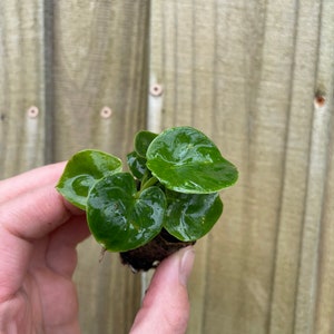 Pu&ograve; includere: Una piccola pianta verde con foglie rotonde in un vaso di terra.