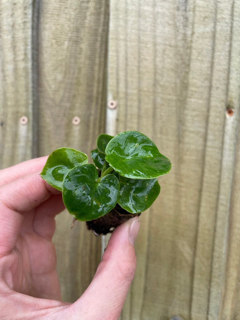 Pu&ograve; includere: Una piccola pianta verde con foglie rotonde in un vaso di terra.