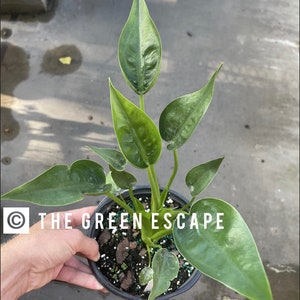 May include: A potted plant with large, glossy green leaves. The plant is in a black plastic pot and is held by a person. The text "THE GREEN ESCAPE" is printed on the image.