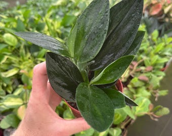 May include: A Hoya plant with dark green, glossy, pointed leaves in a small terracotta-colored pot. The foliage features a smooth texture with visible water droplets on the surface, arranged in a dense cluster growing from a central stem.