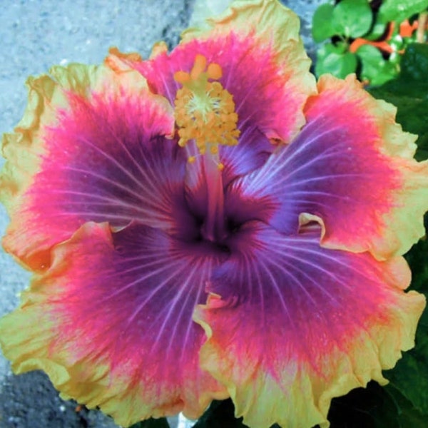 Cosmic dancer hibiscus Starter Plant (ALL STARTER PLANTS require you to purchase 2 plants!)