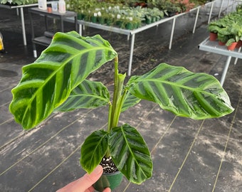 May include: A green and yellow striped Calathea plant in a small green pot. The plant has large, broad leaves with a striped pattern.