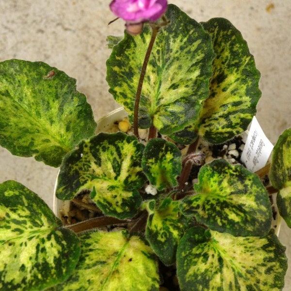 Harmonys genetic blush African violet starter plant (ALL STARTER PLANTS require you to purchase 2 plants!)