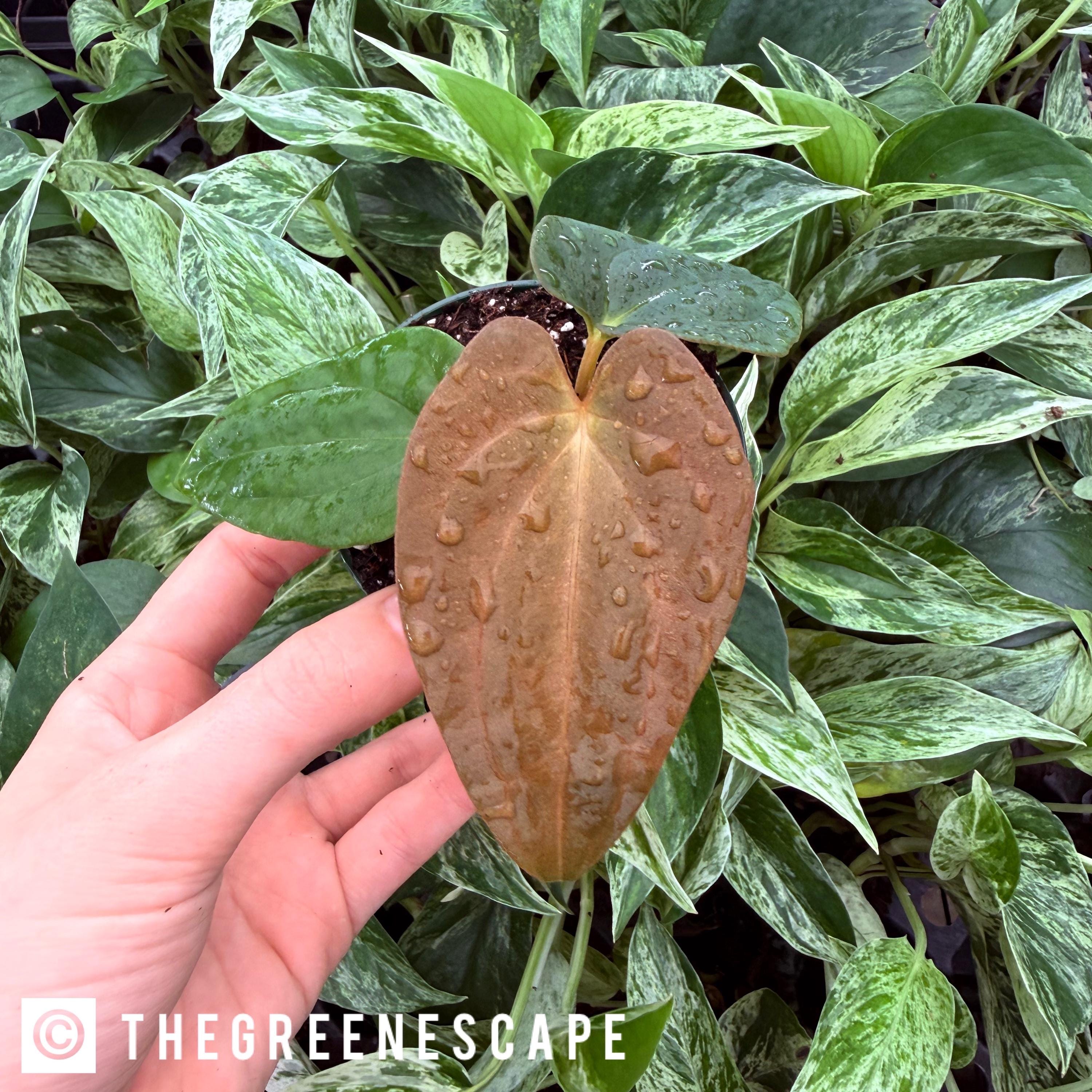 Anthurium Regale X Luxurians - Etsy
