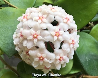Hoya cv. chouke Starter Plant (ALL STARTER PLANTS require you to purchase 2 plants!)