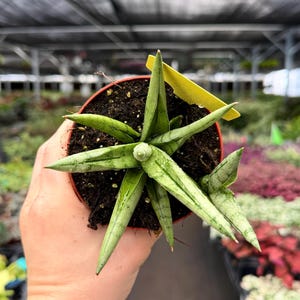 May include: A small potted succulent plant with long, pointed green leaves. The plant is in a red-brown pot and held in a person's hand. A yellow tag is attached to the plant. The background shows other plants and a greenhouse structure.
