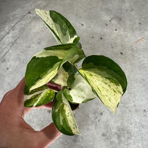 K&ouml;nnte beinhalten: Nahaufnahme einer Topfpflanze mit panaschierten Bl&auml;ttern. Die Bl&auml;tter sind eine Mischung aus Gr&uuml;n und Cremewei&szlig; mit einem gesprenkelten Muster. Die Pflanze wird in einer Hand vor grauem Hintergrund gehalten. Es ist eine Pothos-Sorte.