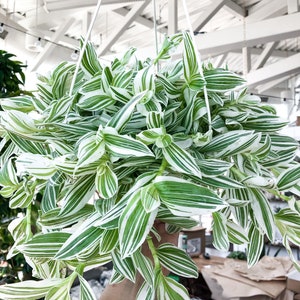 Wandering jew green and white (tradescantia) Starter Plant (ALL STARTER PLANTS require you to purchase 2 plants!)