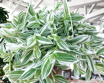 Wandering jew green and white (tradescantia) Starter Plant (ALL STARTER PLANTS require you to purchase 2 plants!)