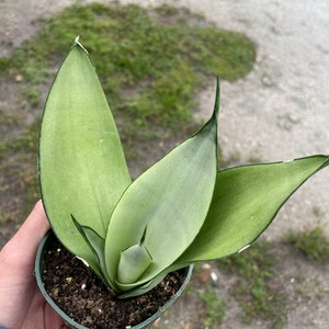 Sansevieria moonshine 4”pot (ALL PLANTS require you to purchase 2 plants!)