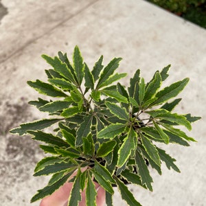 Aralia Bianca 4” pot (ALL PLANTS require you to purchase 2 plants!)