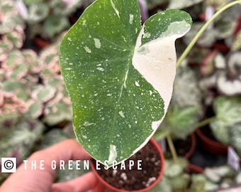 Colocasia Milky Way “ele paio” 2” pot (ALL PLANTS require you to purchase 2 plants!)