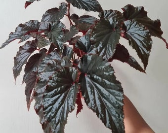 begonia black magic Starter Plant (ALL STARTER PLANTS require you to purchase 2 plants!)