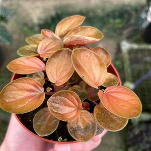 Peperomia harmony’s great pumpkin 4”pot (ALL PLANTS require you to purchase 2 plants!)