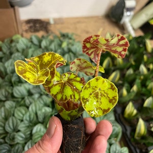 Begonia Rex zumba Starter Plant ALL STARTER PLANTS require you to purchase 2 plants image 6