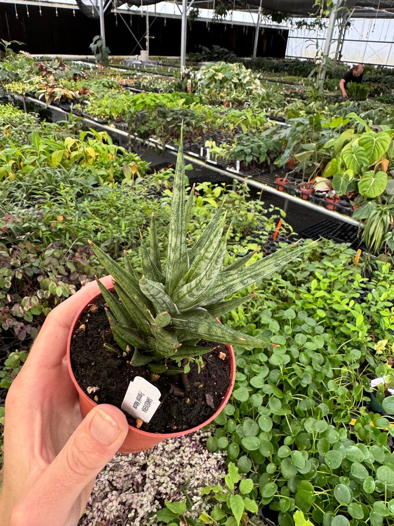 TheGreenEscape Sansevieria francisii