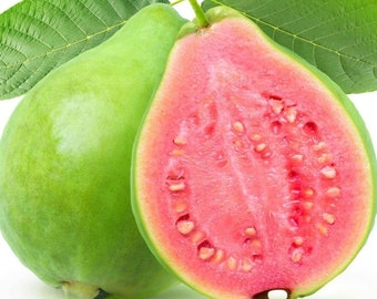 guava Starter Plant (ALL STARTER PLANTS require you to purchase 2 plants!)