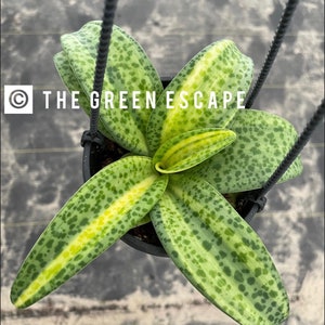 May include: Overhead view of a hanging plant with long, speckled green leaves and a yellow center. The plant is in a black pot, suspended by black cords. The text "THE GREEN ESCAPE" is visible in the image.
