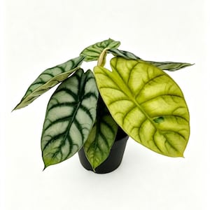 May include: An Alocasia plant in a black plastic pot featuring heart-shaped leaves with prominent dark green veins. The foliage displays a mix of silvery-green and vibrant yellow variegation, with a distinct textured surface pattern on each leaf.