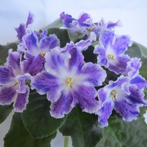 AE sharlene fantasy african violet starter plant (ALL PLANTS require you to purchase 2 plants!)