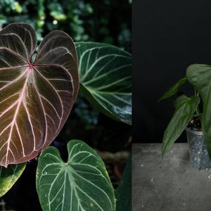 aspidistra sichuanensis Aspidistra sichuanensis 'Rawhide' – Nurseries Caroliniana main image 1