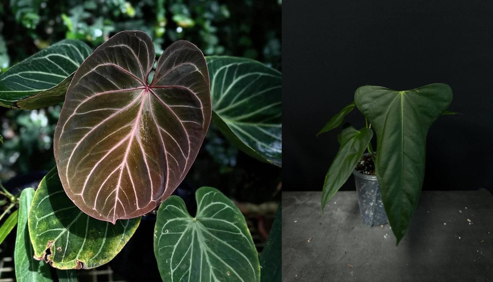 Seed Grown Anthurium King of Spades X Portillae Starter Plant (ALL