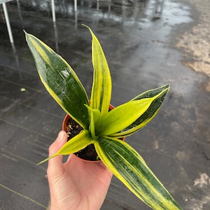 May include: A potted snake plant with long, green leaves edged with yellow stripes. The plant is held in a small brown pot, showcasing its vibrant colors and unique pattern. The leaves are wet, suggesting recent watering.