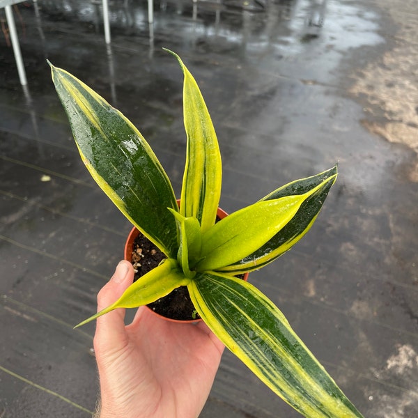 Sansevieria golden flame 4”pot (ALL PLANTS require you to purchase 2 plants!)