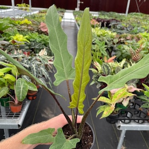 Alocasia lauterbachiana 4” pot (ALL PLANTS require you to purchase 2 plants!)