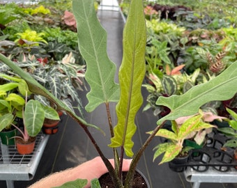 Alocasia lauterbachiana 4” pot (ALL PLANTS require you to purchase 2 plants!)