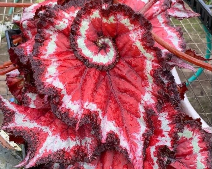 Harmonys Tasmanian Devil Begonia Starter Plant ALL STARTER PLANTS